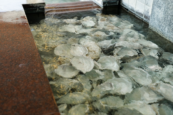 【カキフライ食べ放題】海鮮料理コースでお腹いっぱい！お値打ちプラン【海辺の宿】